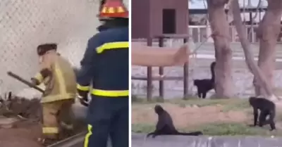 Incendio forestal en el Parque de las Leyendas.