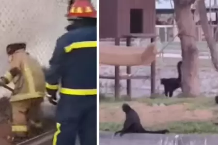 Incendio forestal en el Parque de las Leyendas.