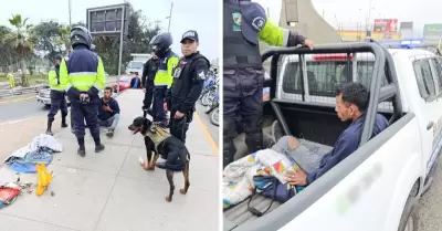 Perros capturan a delincuente en SJM