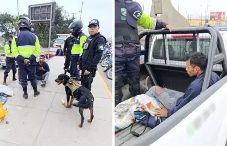 Perros capturan a delincuente en SJM