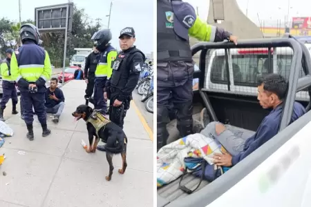 Perros capturan a delincuente en SJM