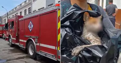 Persona y gatito fueron afectados tras incendio.