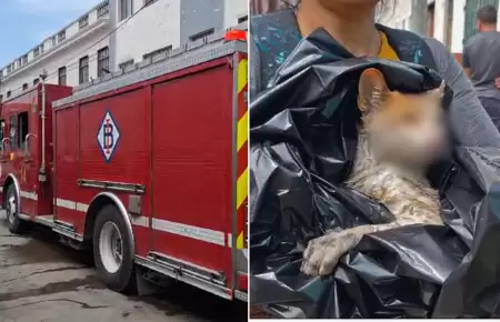 Persona y gatito fueron afectados tras incendio.