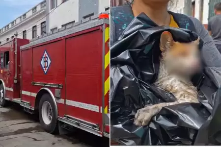 Persona y gatito fueron afectados tras incendio.