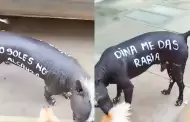 "Dina, me das rabia": Perrito peruano se vuelve viral con mensaje crtico en contra de la presidenta