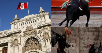 Congreso impulsa PL sobre tauromaquia y gallstica.