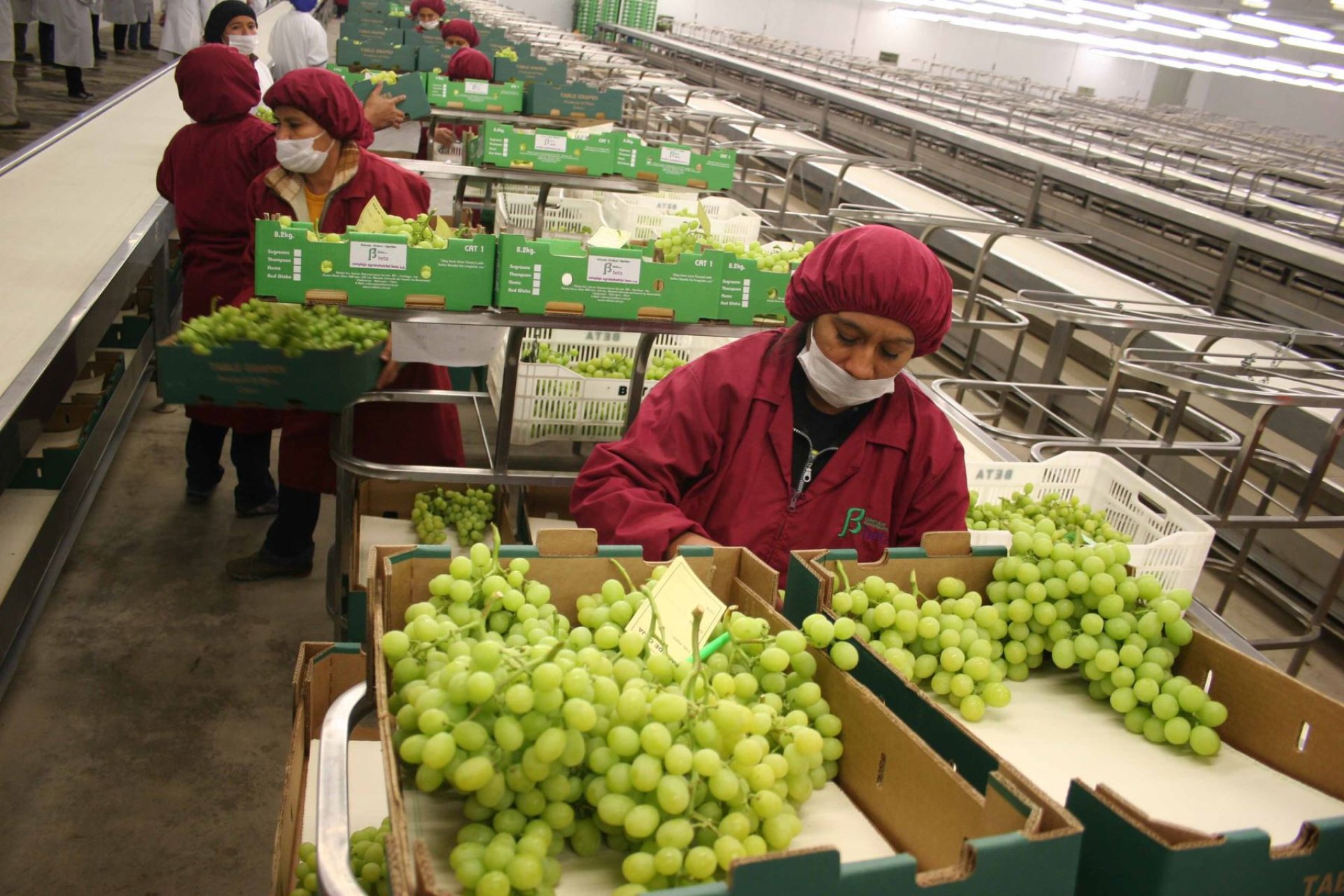 Per inici exportaciones de frutas frescas en barco