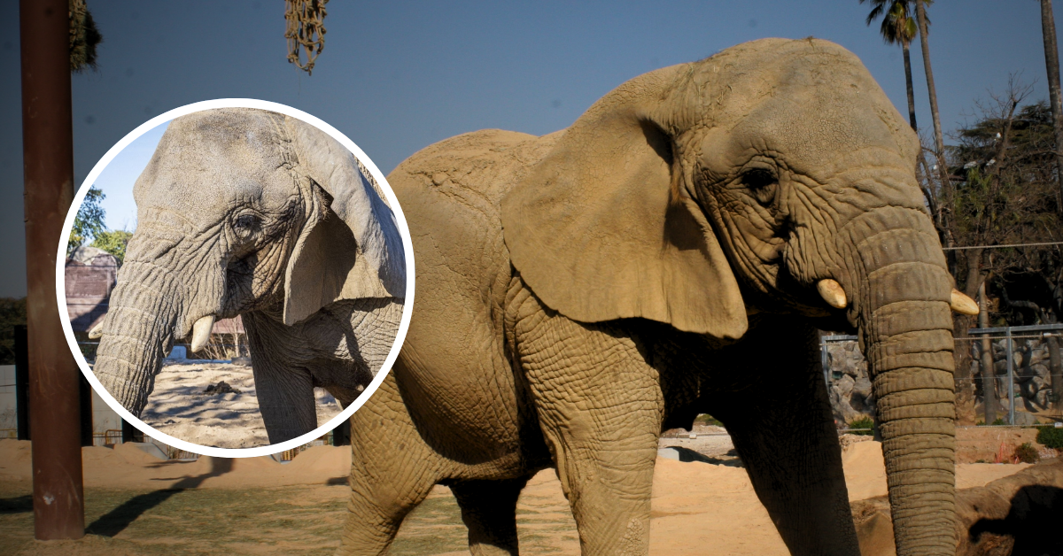 ¡Lamentable! Muere 'Yoyo', la elefanta africana más LONGEVA del mundo: ¿Cuántos años vivió?