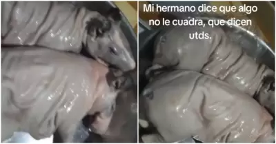 Hombre compra cuy en el mercado y descubre algo inesperado