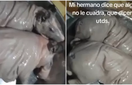 Hombre compra cuy en el mercado y descubre algo inesperado