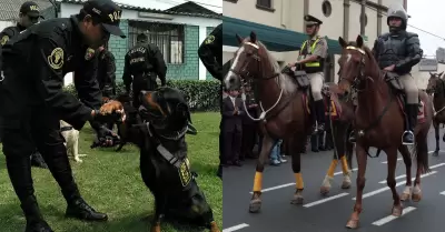 PNP pierde caballos y perros.