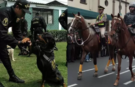 PNP pierde caballos y perros.