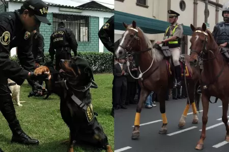 PNP pierde caballos y perros.