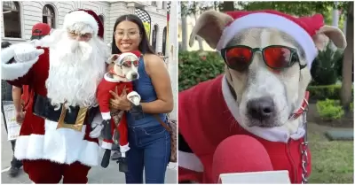 Perrito se disfraza para cubrir sus tratamientos mdicos