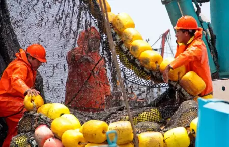 Pesca de anchoveta alcanza el 65.56% de la cuota en la segunda temporada.