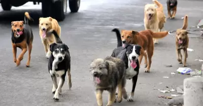 Se encontraron 17 perros envenenados en el Callao