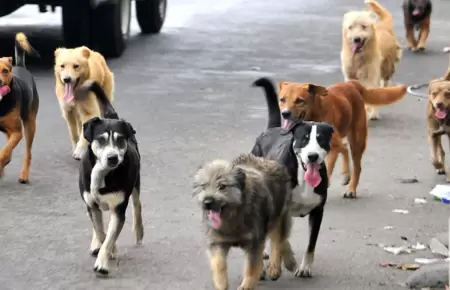 Se encontraron 17 perros envenenados en el Callao