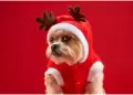 Navidad: Consejos ESENCIALES para cuidar a tus mascotas durante este 24 de diciembre