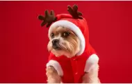 Navidad: Consejos ESENCIALES para cuidar a tus mascotas durante este 24 de diciembre