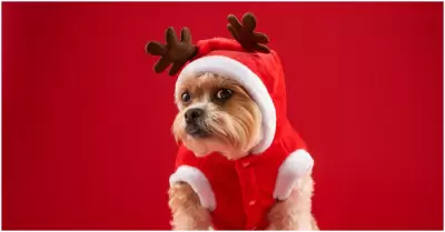 Consejos para cuidar a tus mascotas en Navidad