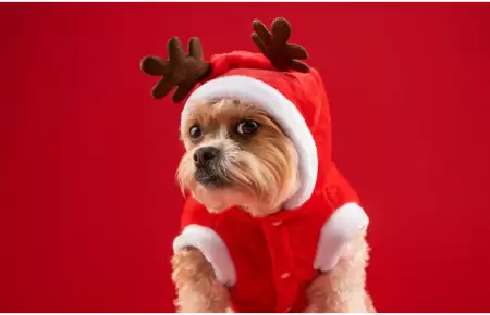 Consejos para cuidar a tus mascotas en Navidad