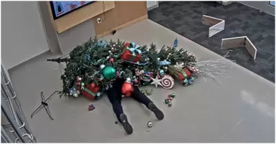 Hombre intenta reubicar un rbol de Navidad y termina aplastado