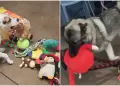 Perritos de refugio celebran la Navidad eligiendo sus propios regalos: "Son como nios"