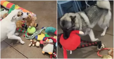 Perritos de refugio celebran la Navidad eligiendo sus propios regalos