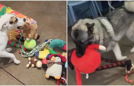 Perritos de refugio celebran la Navidad eligiendo sus propios regalos