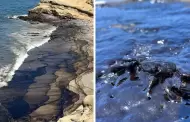 Pescadores artesanales de Lobitos critican a alcalde Talara por minimizar daos de derrame de petrleo: "Es irresponsable"