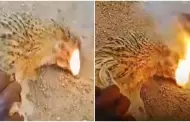 Nunca antes visto! Gallinas mueren misteriosamente y expulsan fuego de sus picos