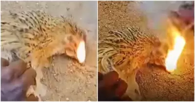 Gallinas muertas expulsan fuego de sus picos al ser presionadas