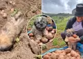 Conmovedor! Perrito sorprende al cosechar papas en la sierra peruana: "Asegurando los terrenos"