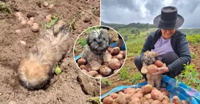 Perrito sorprende al cosechar papas.