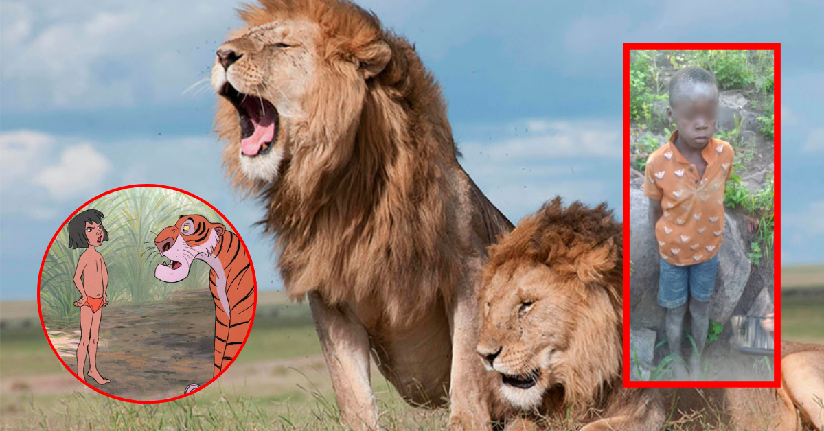 "Mowgli en la vida real": Niño sobrevive cinco días entre leones en Zimbabue