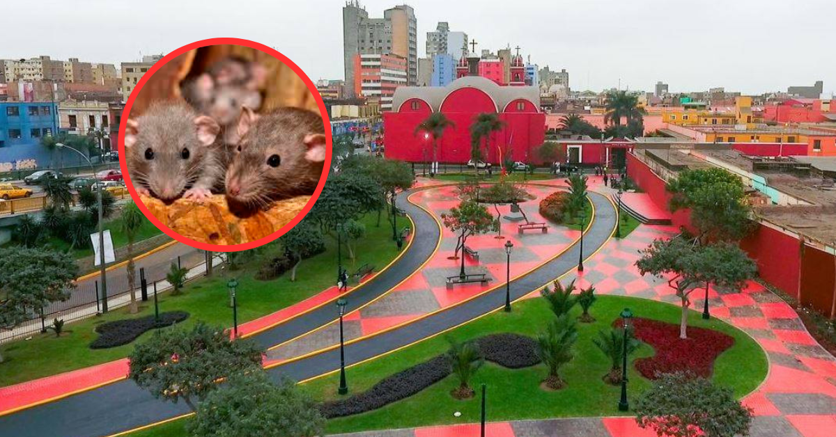 Plaga de ratas en el Rímac: Roedores invaden parque Santa Rosa y ...
