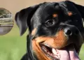 Tragedia en SJL: Polica es acusado de disparar y matar a una mascota Rottweiler