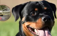 Tragedia en SJL: Polica es acusado de disparar y matar a una mascota Rottweiler