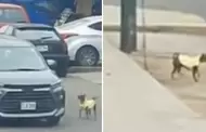 Fue abandonado! Conductores bajan a perrito de su auto para que orine y lo dejan a su suerte en la calle