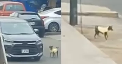 Conductores abandonan a perrito en la calle