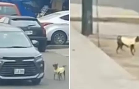 Conductores abandonan a perrito en la calle