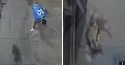 Hombre agarra una piedra y golpea a perrito