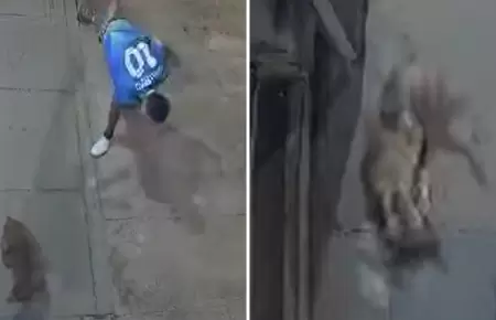 Hombre agarra una piedra y golpea a perrito