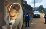 Maltrato animal en Pasco: Decenas de perros fueron hallados con signos de envenenamiento en Oxapampa