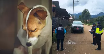 Reportan maltrato animal en Oxapampa.