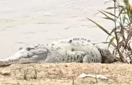 Cocodrilo de Tumbes: Imponente reptil es visto cerca de la Plaza Mayor tras desborde del ro