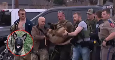 Perro Rocky es trasladado a centro veterinario.