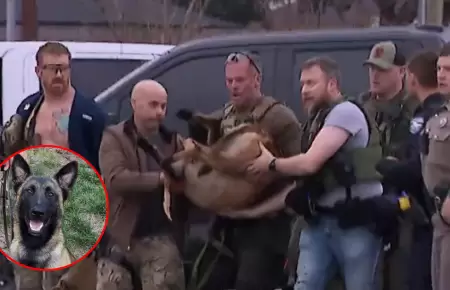 Perro Rocky es trasladado a centro veterinario.