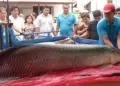 Inaudito! Enorme paiche APARECE en vivienda de Loreto: "Mi familia qued impresionada"