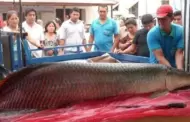 Inaudito! Enorme paiche APARECE en vivienda de Loreto: "Mi familia qued impresionada"